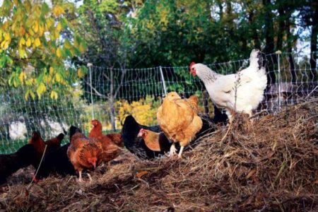 Providing Natural Poultry Feed Image